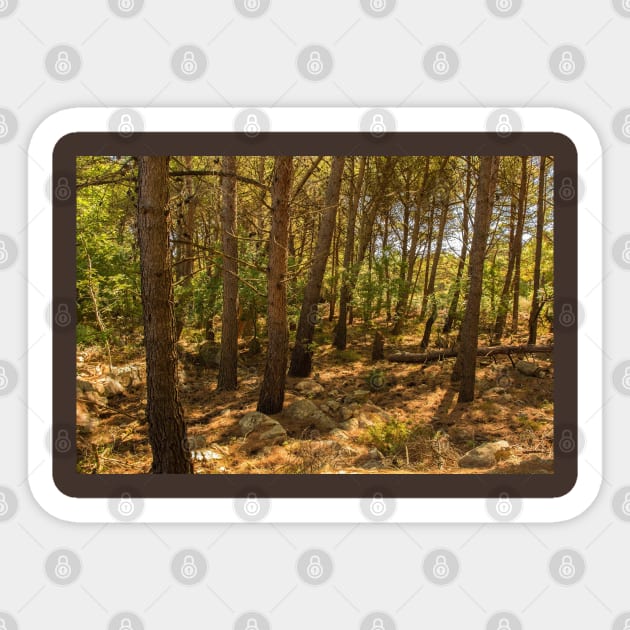 Forest on Krk Island, Croatia Sticker by jojobob